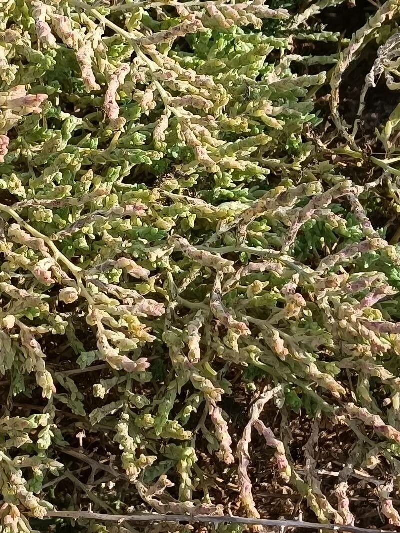 Spirobassia hirsuta habit