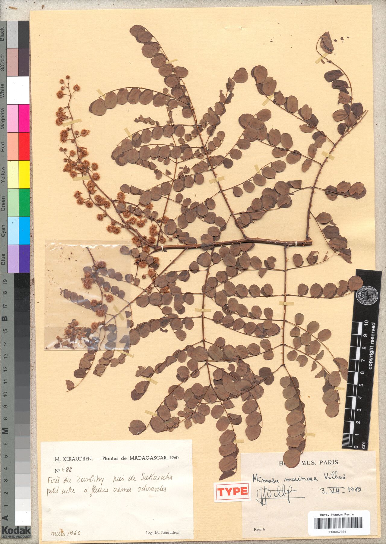 Mimosa mainaea — search result for 'Mimosa'