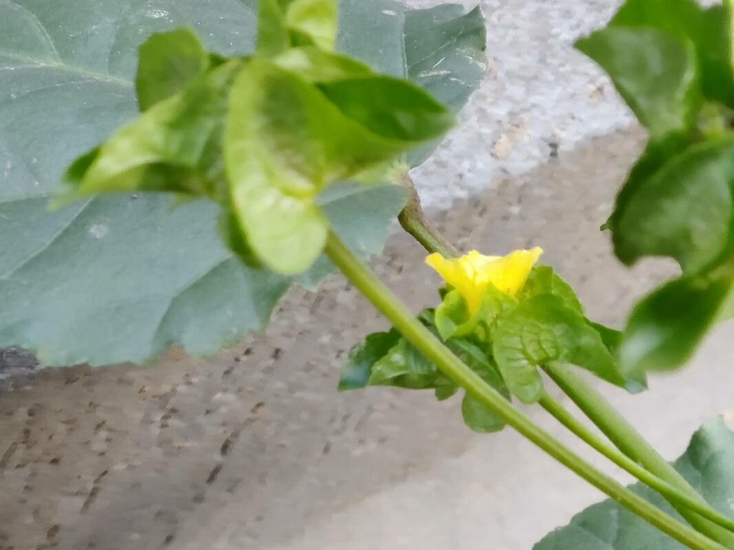 Malachra capitata flower