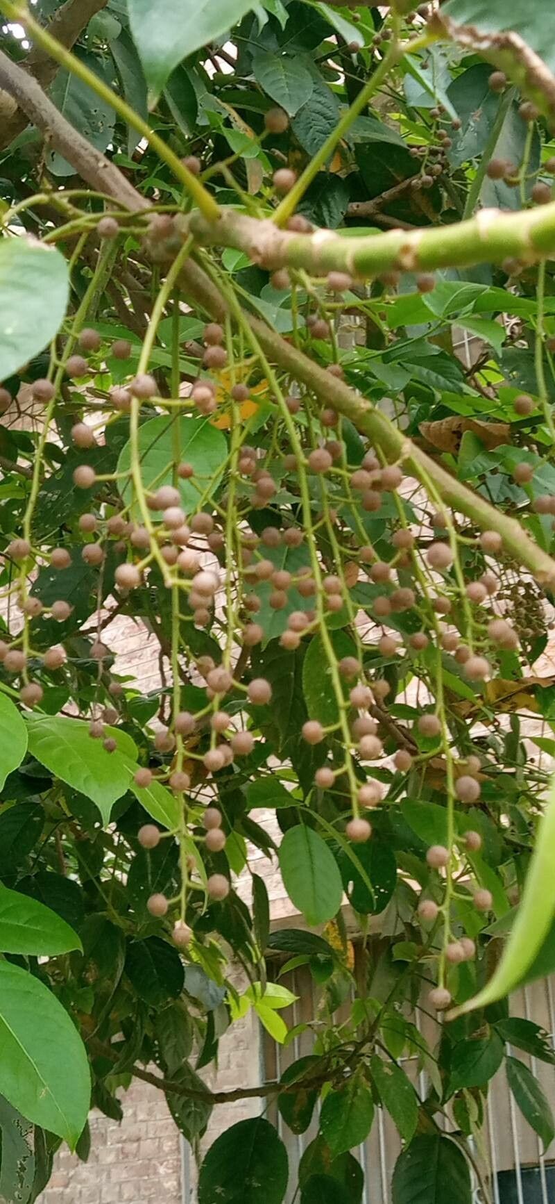 Bischofia javanica fruit