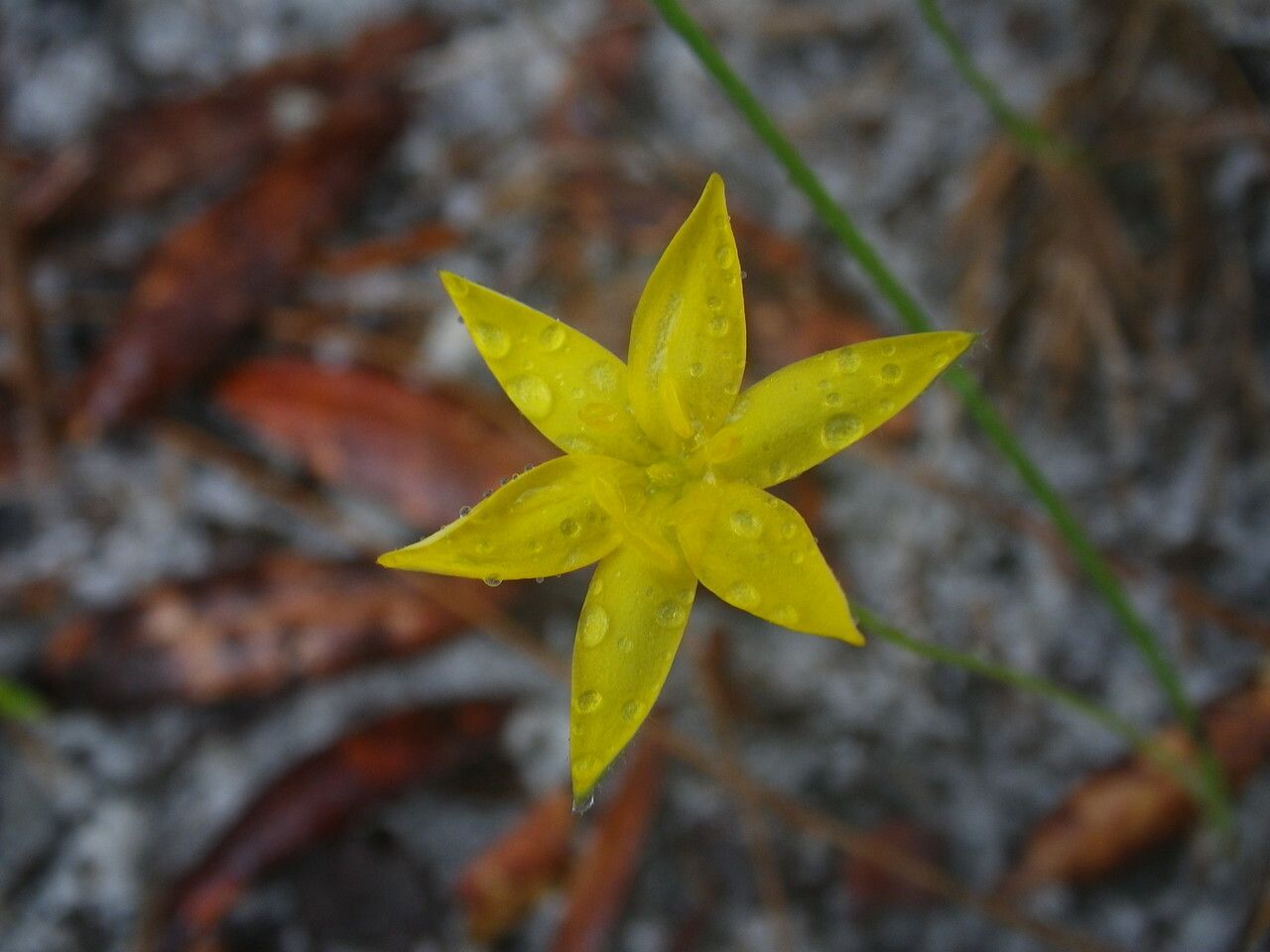 Hypoxis juncea flower