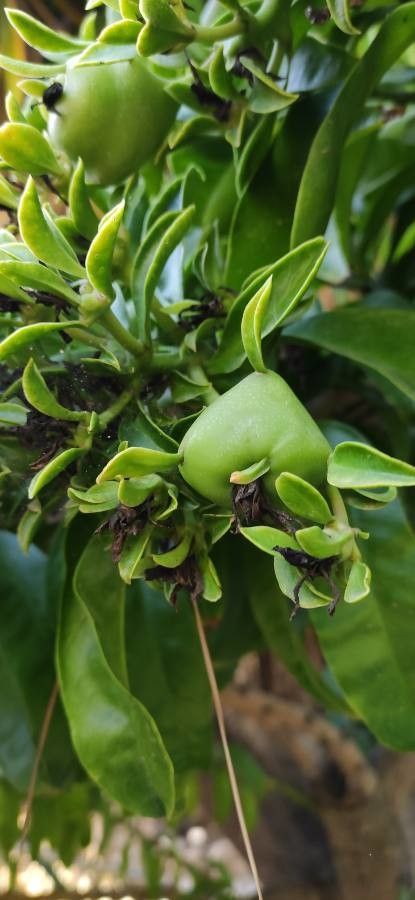 Pereskia grandifolia fruit
