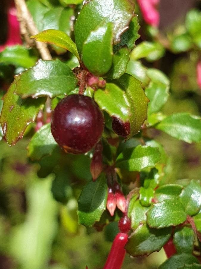 Fuchsia microphylla fruit