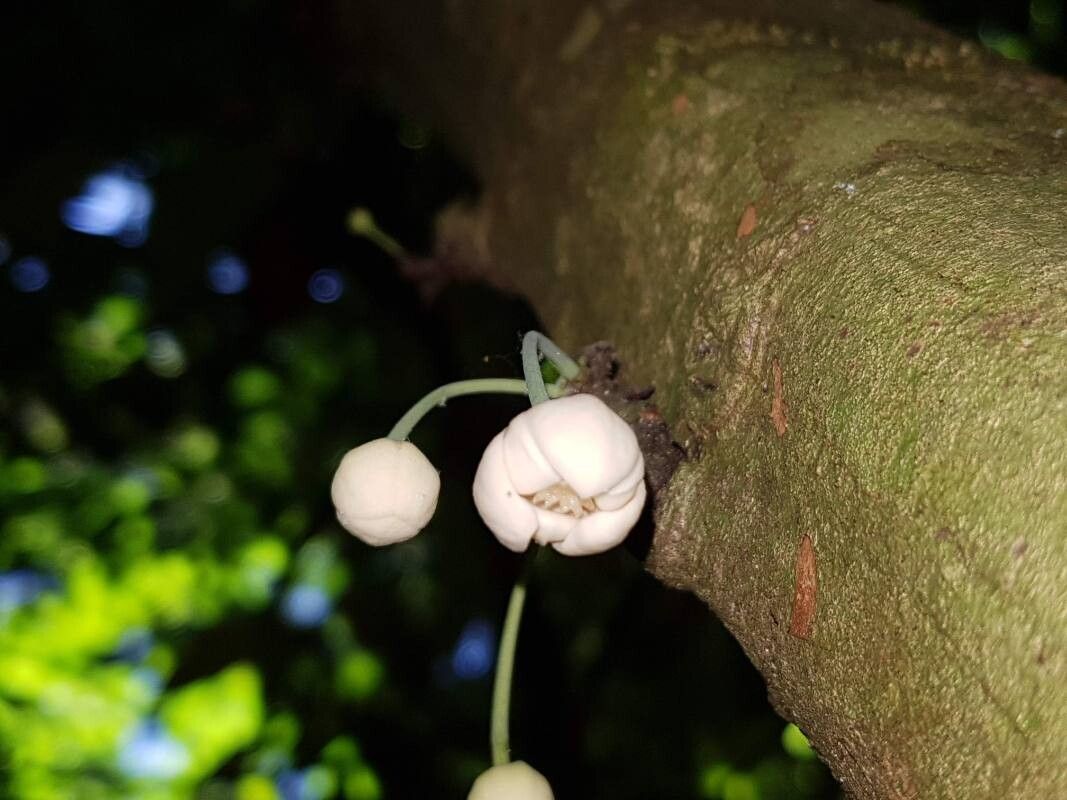 Unonopsis osae flower