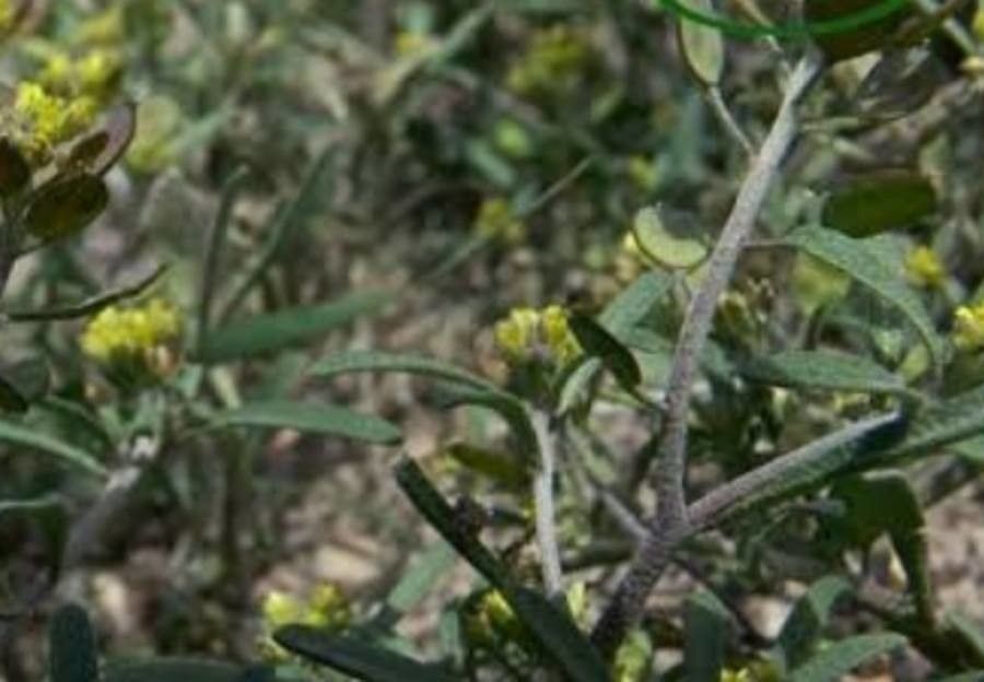 Meniocus linifolius flower