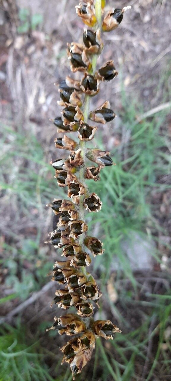 Dyckia floribunda fruit