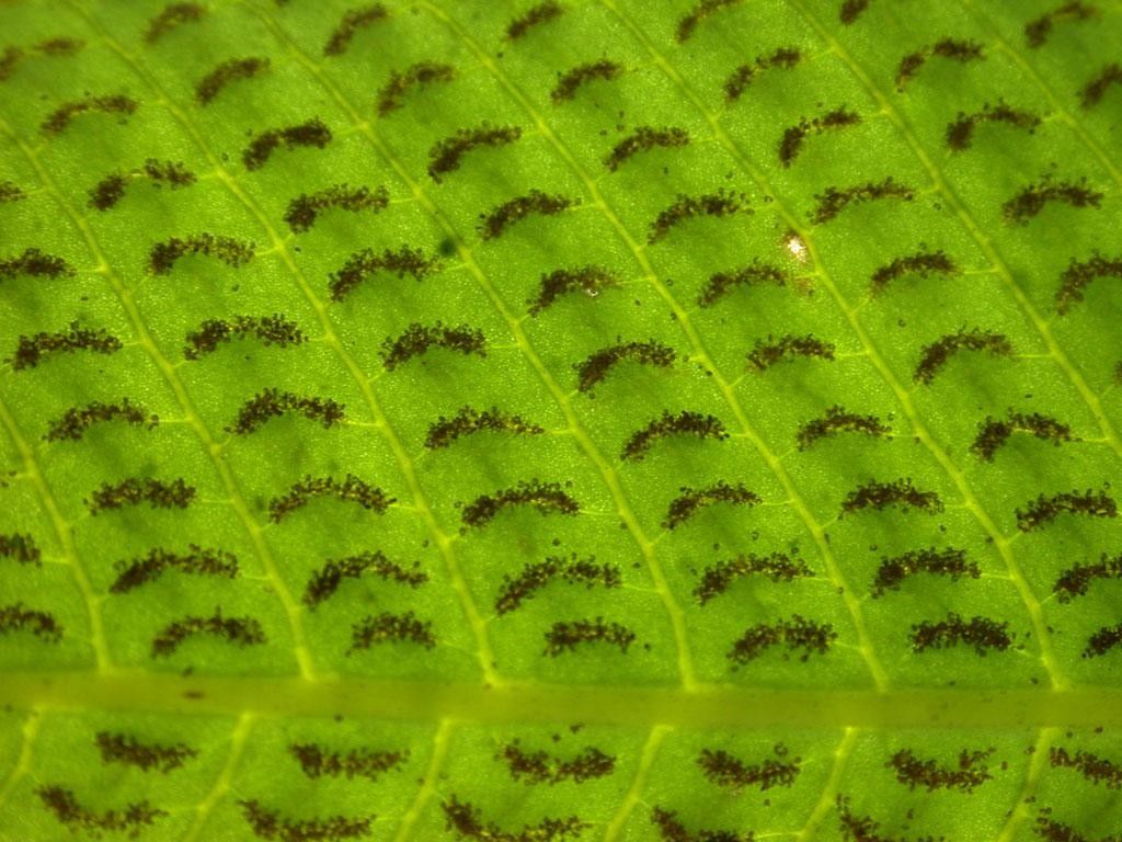 Thelypteris lingulata other