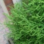 Cupressus macrocarpa