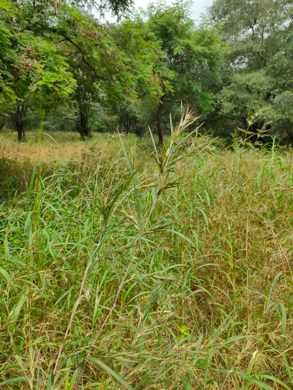 Themeda quadrivalvis flower