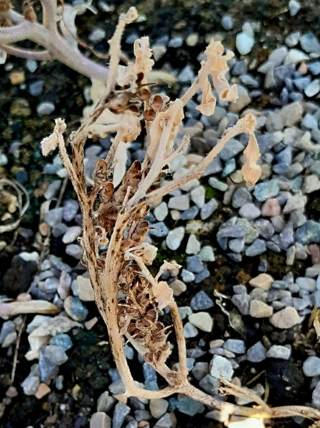 Anastatica hierochuntica fruit