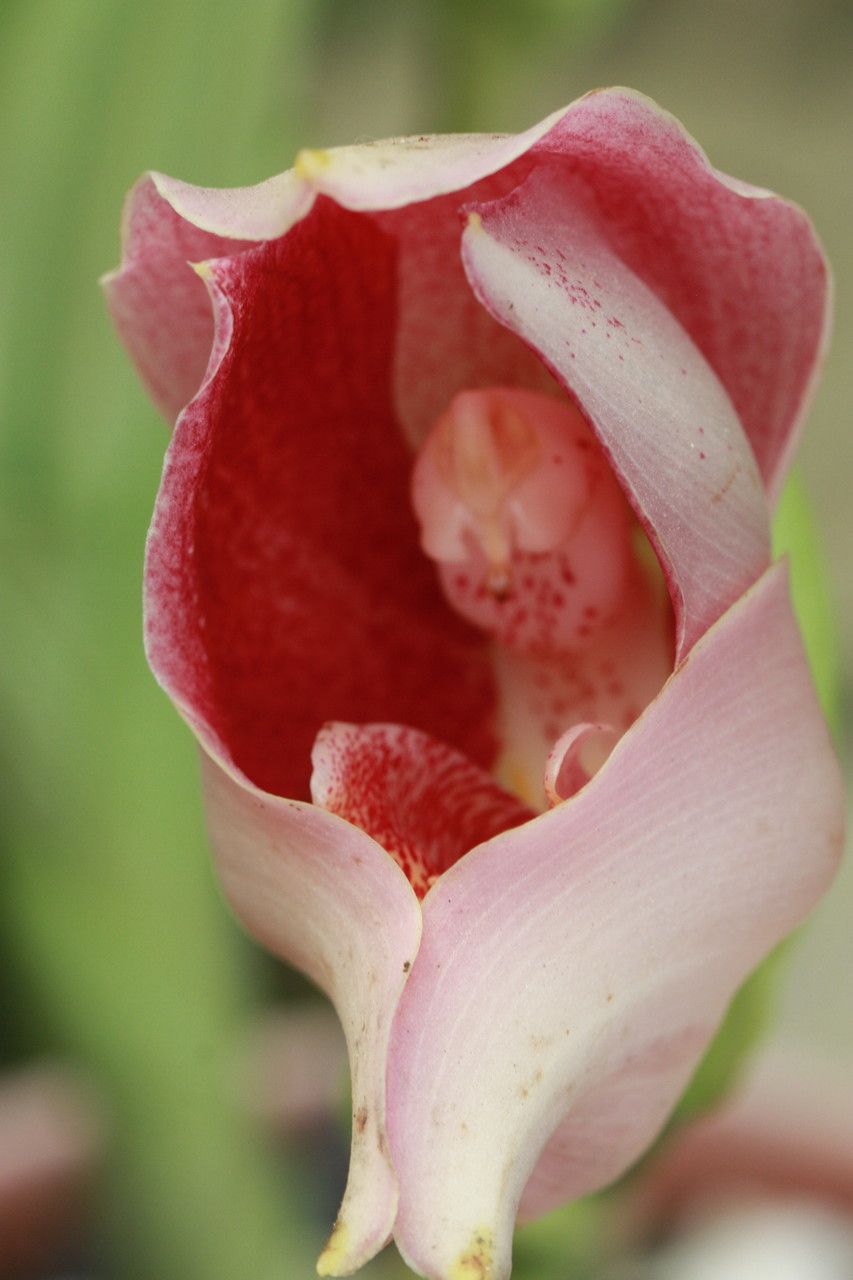 Anguloa × ruckeri flower