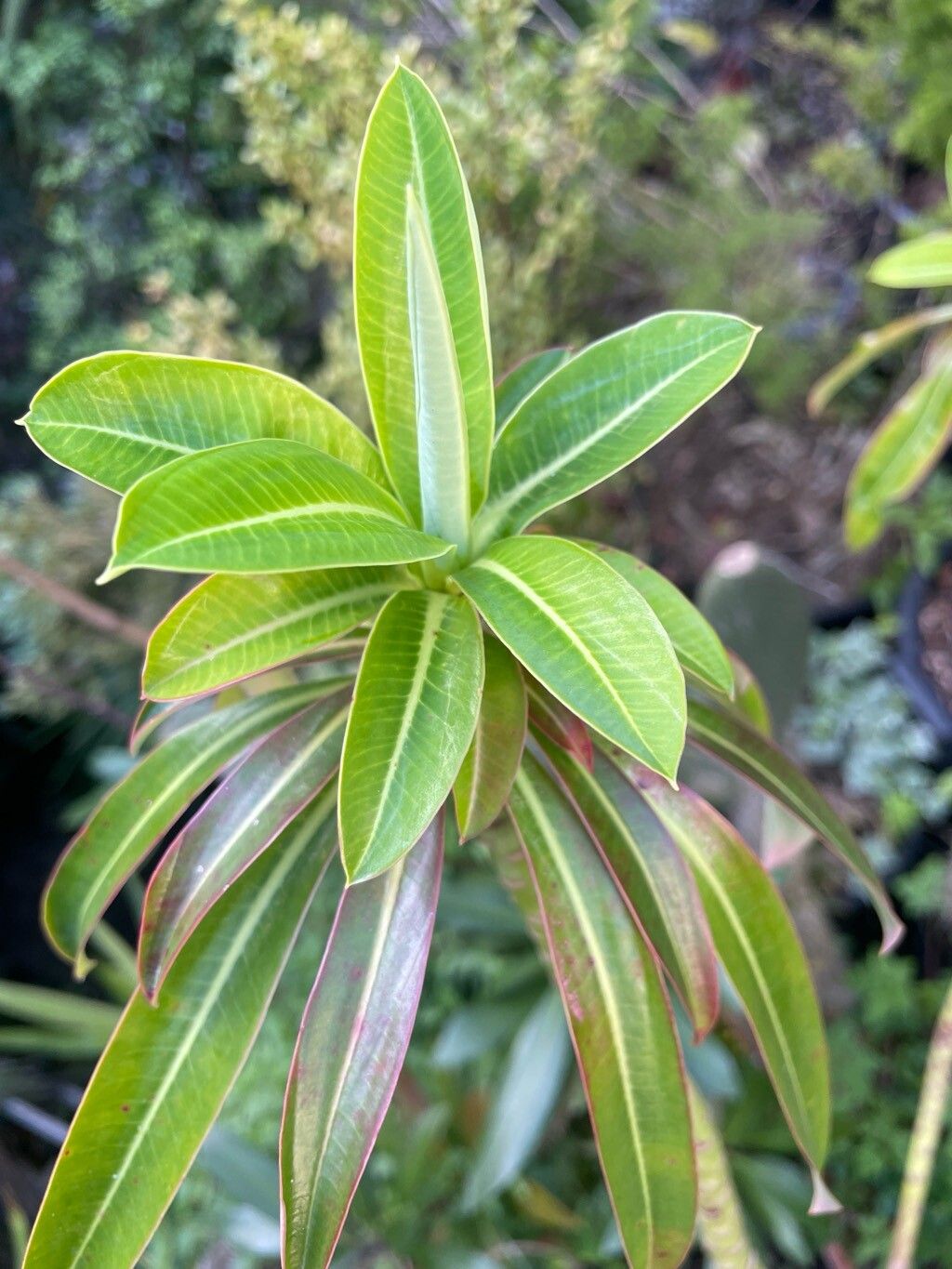 Euphorbia × pasteurii — houseplant care guide