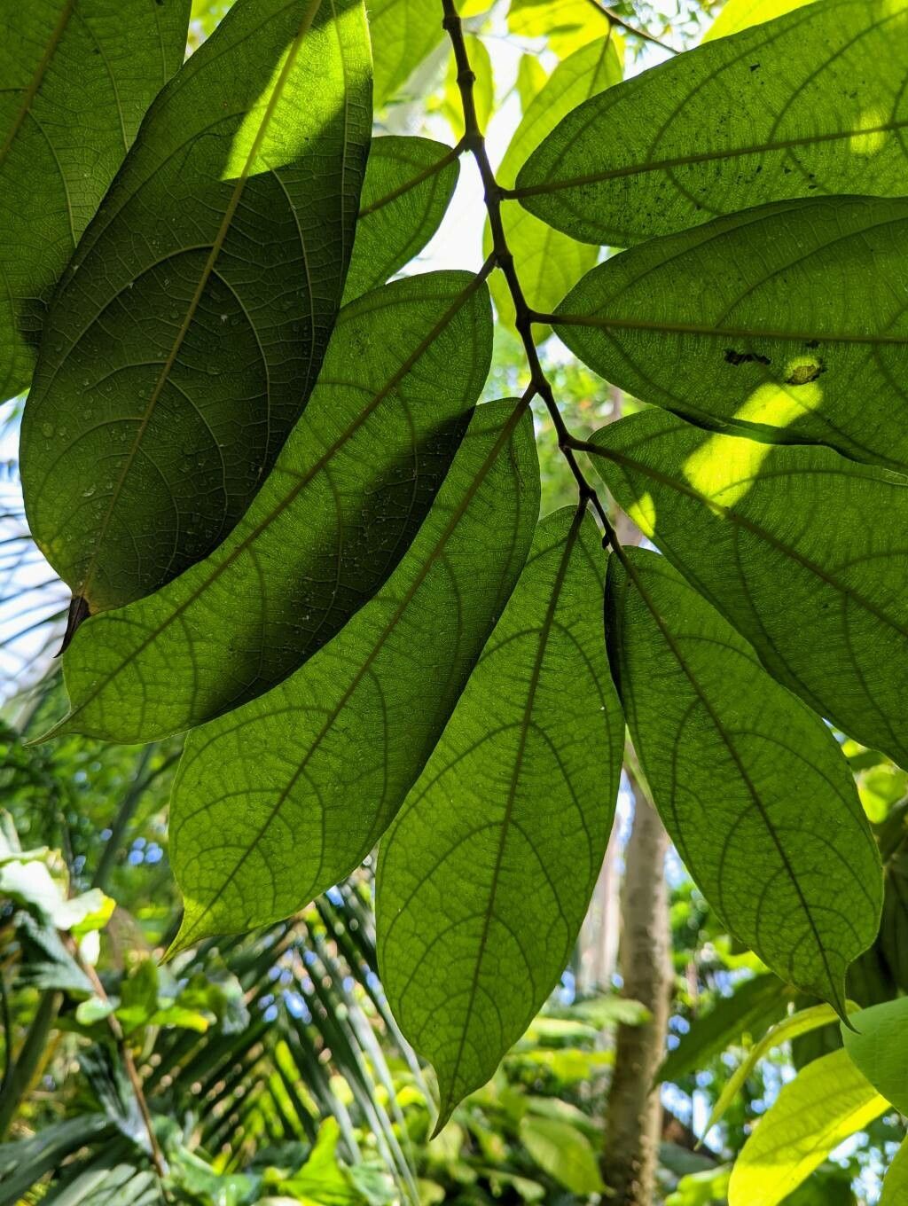 Aristolochia arborea — search result for 'Aristolochiaceae'