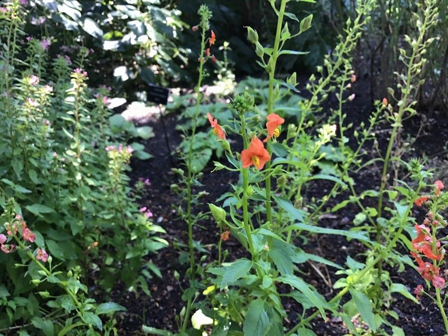 Alonsoa meridionalis flower