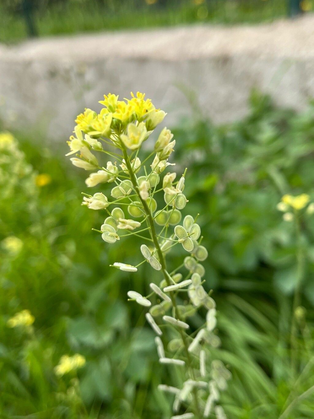 Biscutella maritima flower