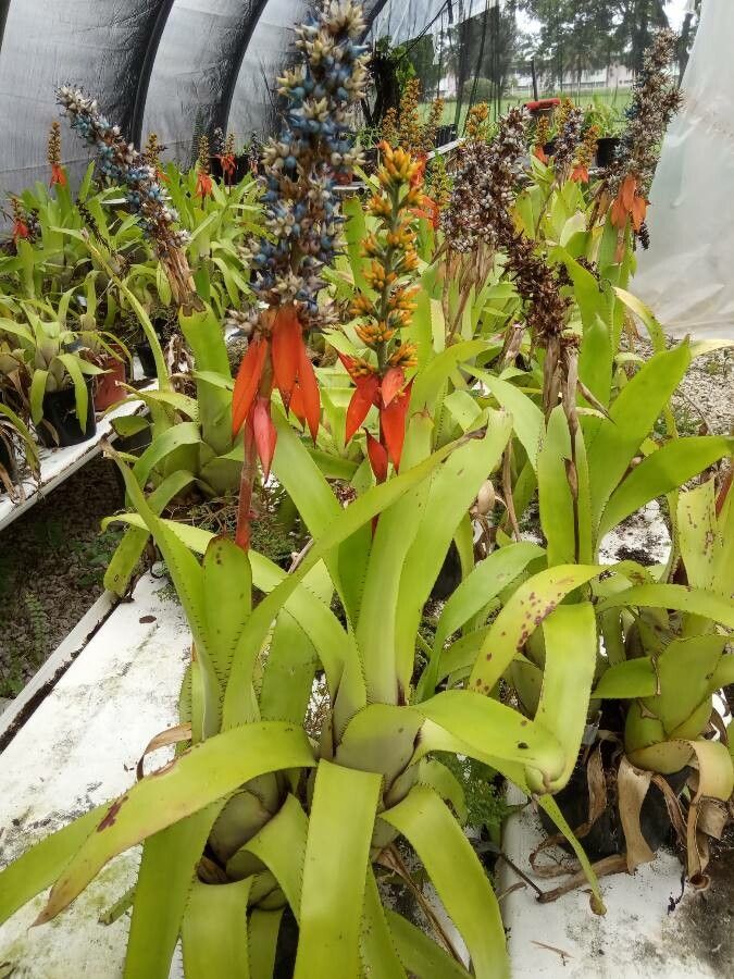 Aechmea mertensii habit