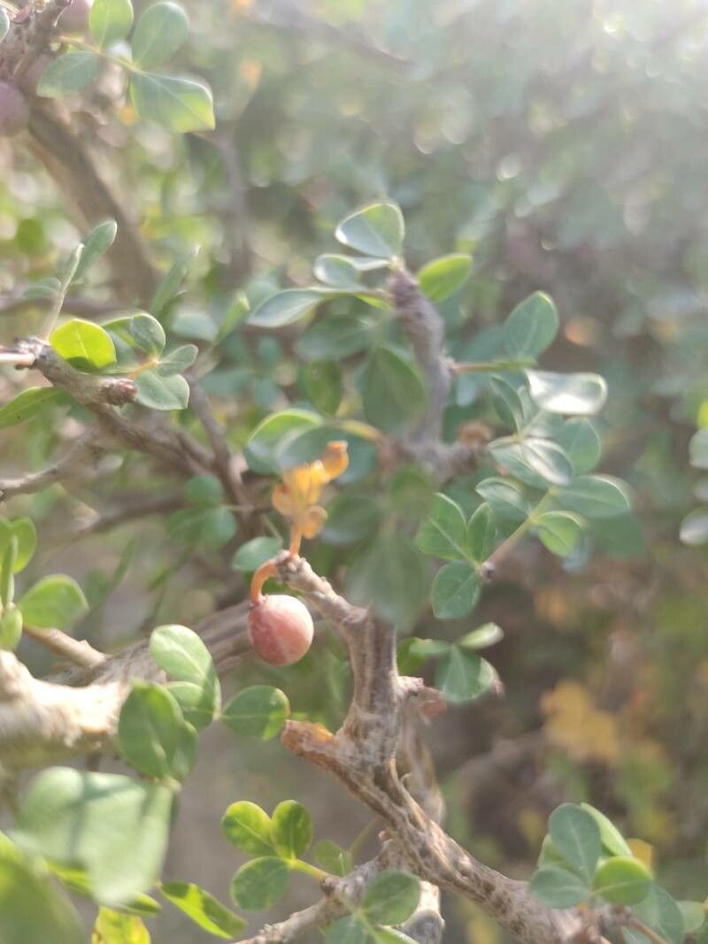 Commiphora kataf fruit