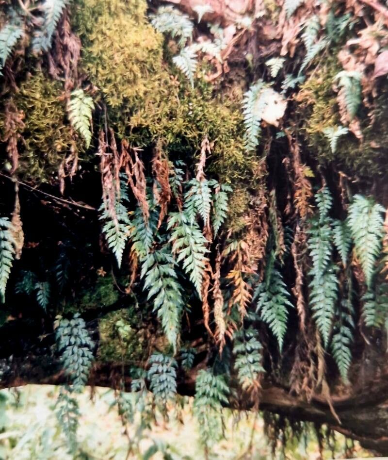 Hymenophyllum pallidum — houseplant care guide