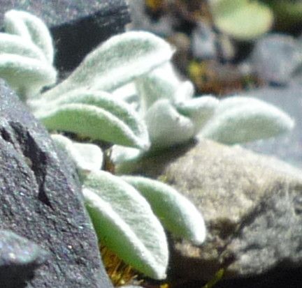 Mniodes piptolepis — houseplant care guide