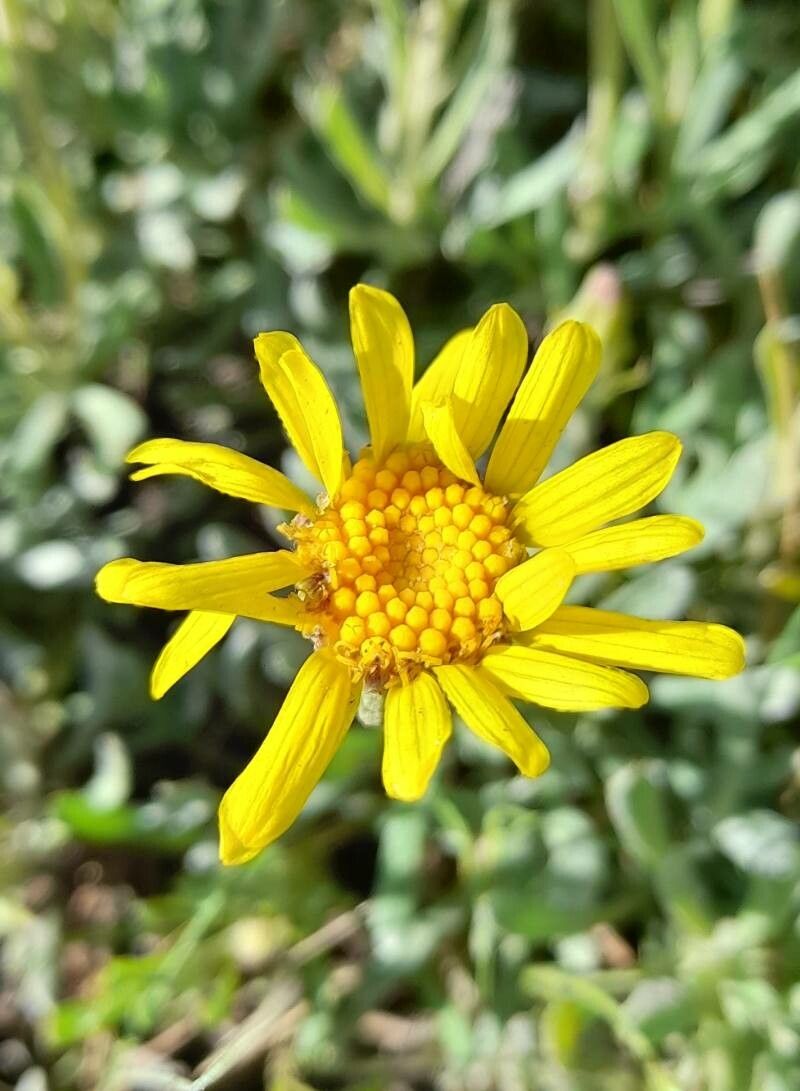 Senecio ceratophylloides flower