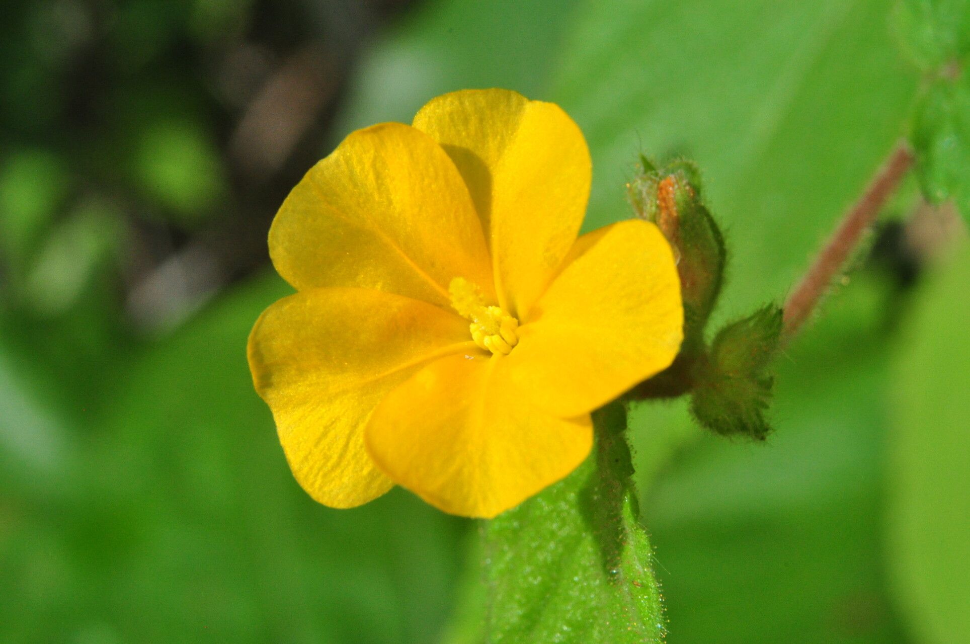 Waltheria viscosissima flower