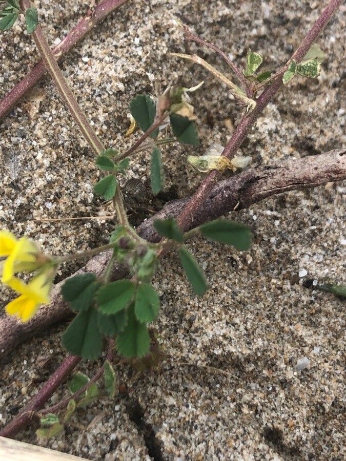 Medicago littoralis leaf