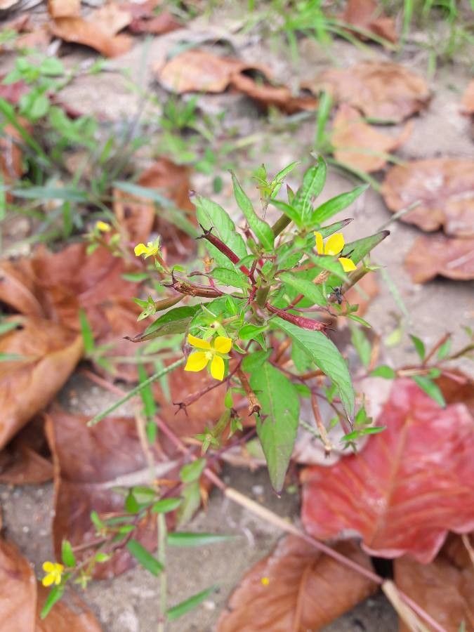 Ludwigia suffruticosa — search result for 'Ludwigia'