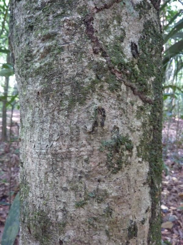 Ouratea guianensis bark