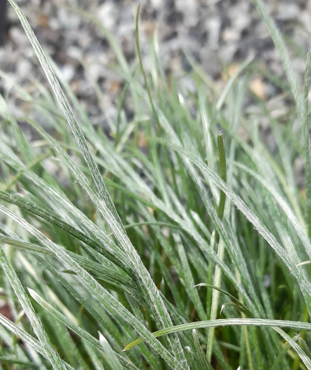 Saussurea brunneopilosa — related species from the same genus