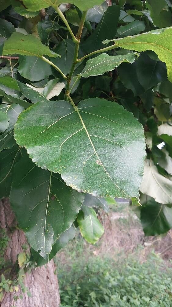 Populus laurifolia leaf