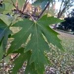 Acer saccharinum
