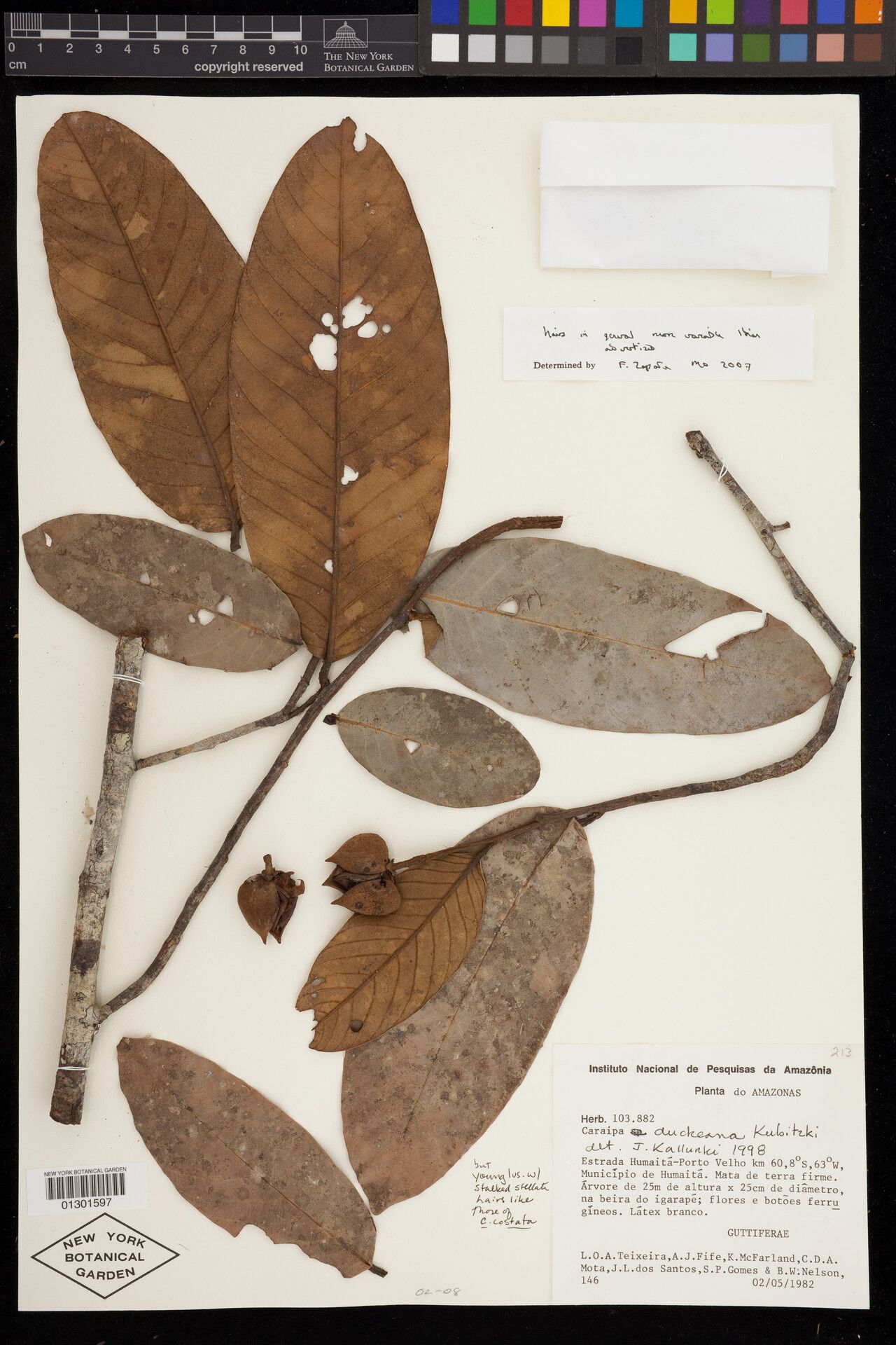 Caraipa duckeana leaf