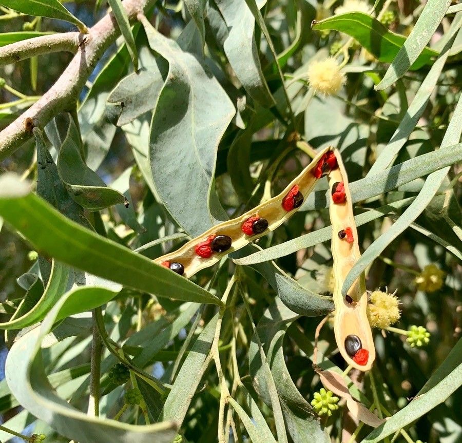 Acacia salicina fruit