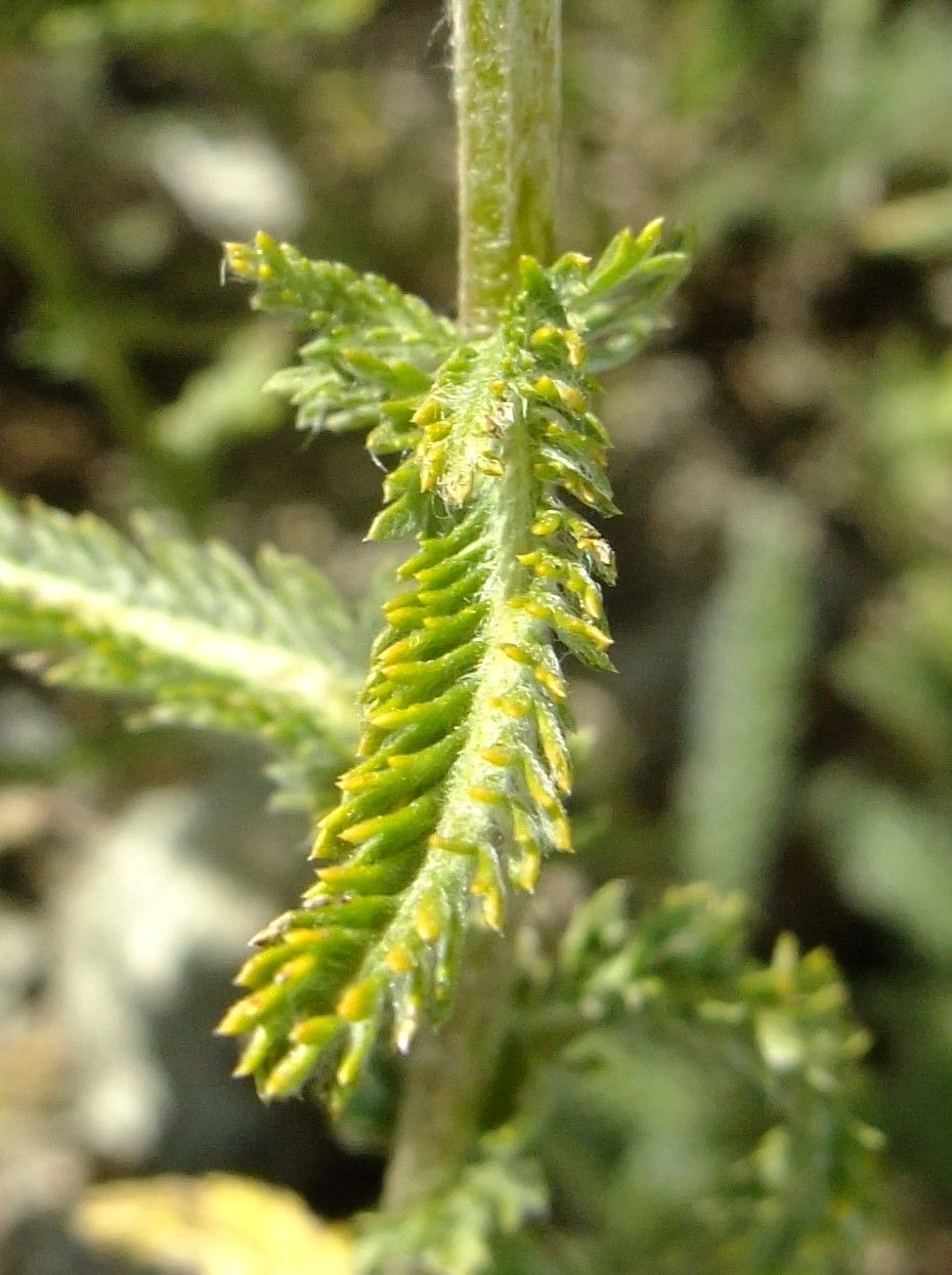 Achillea leptophylla — search result for 'Achillea'