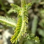 Achillea leptophylla