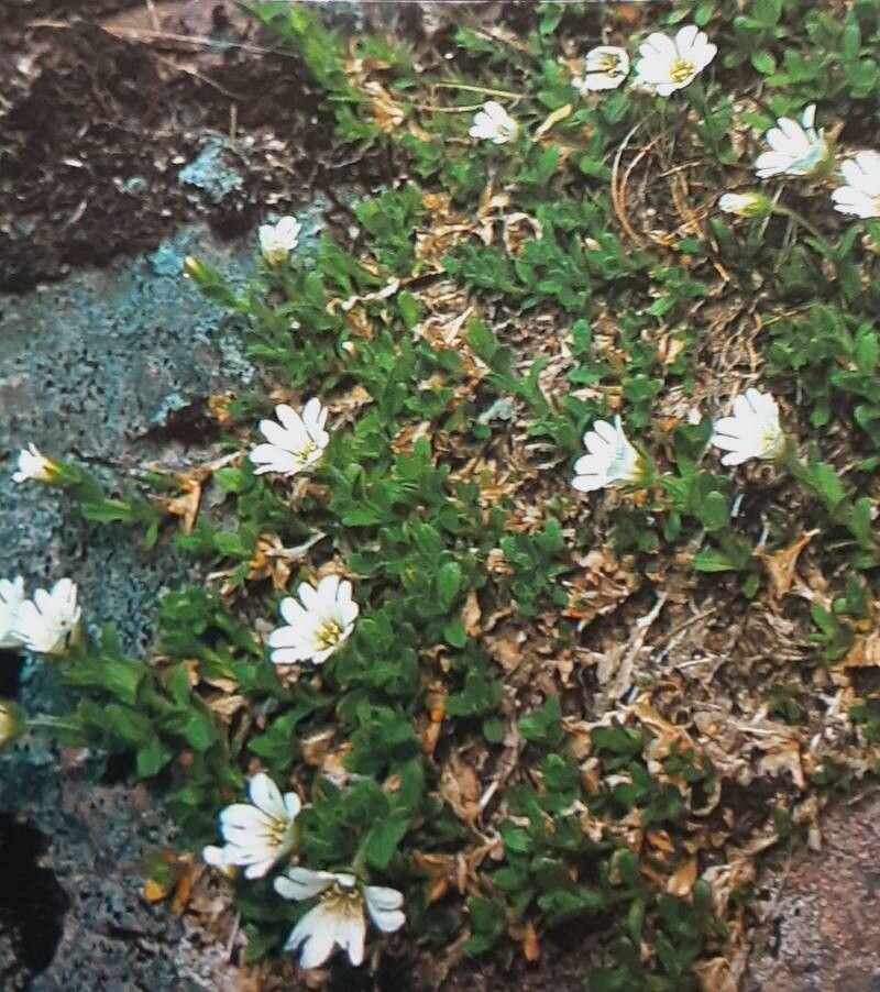 Cerastium arcticum habit