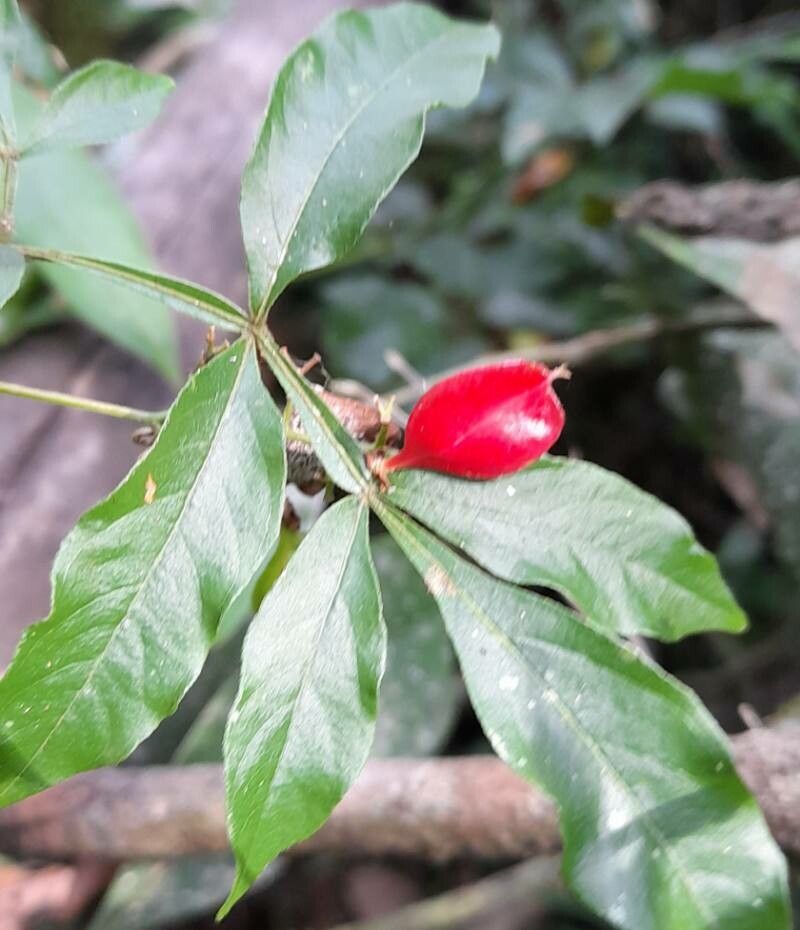 Paullinia meliifolia — search result for 'Paullinia'