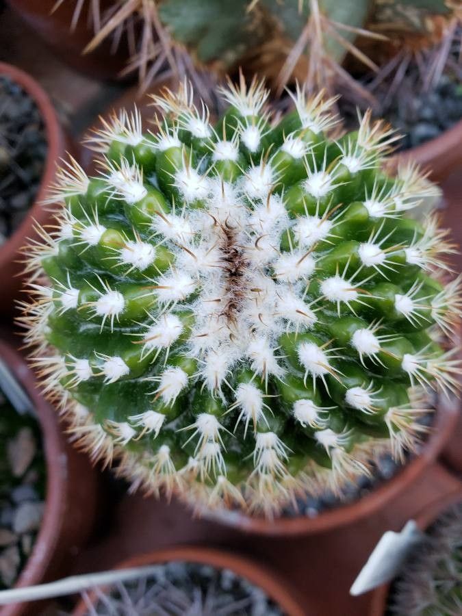 Parodia gibbulosoides other