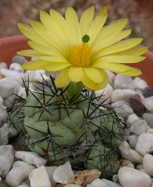 Cochemiea macdougallii flower