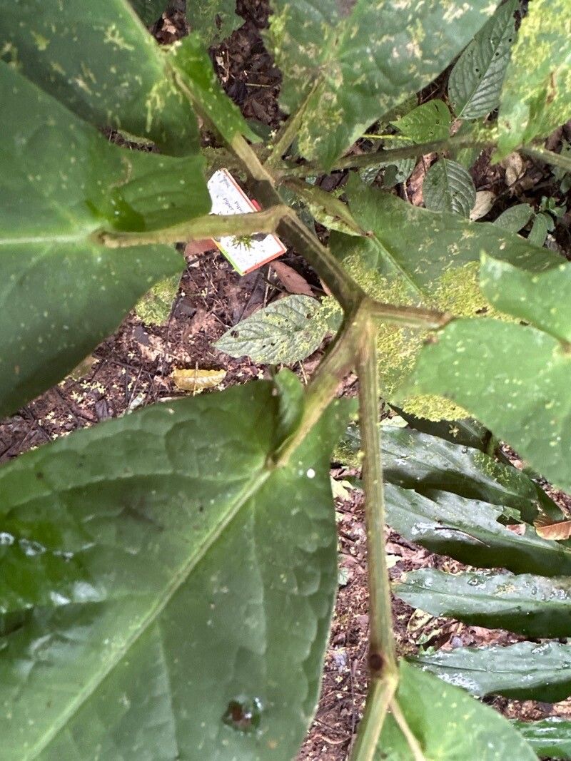 Piper sagittifolium leaf