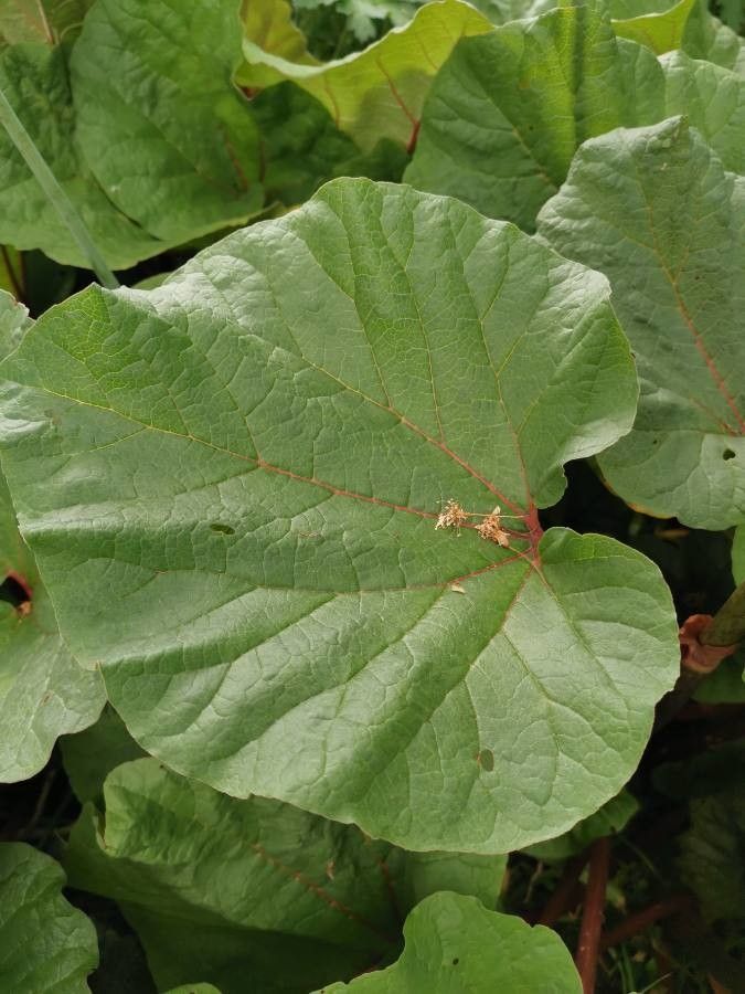 Rheum australe leaf