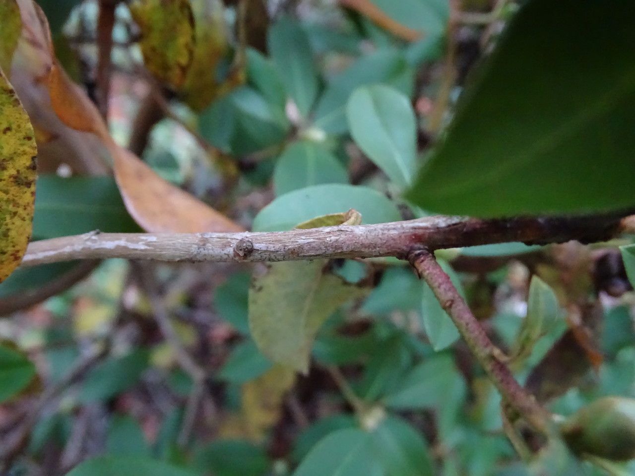 Rhododendron tatsienense bark