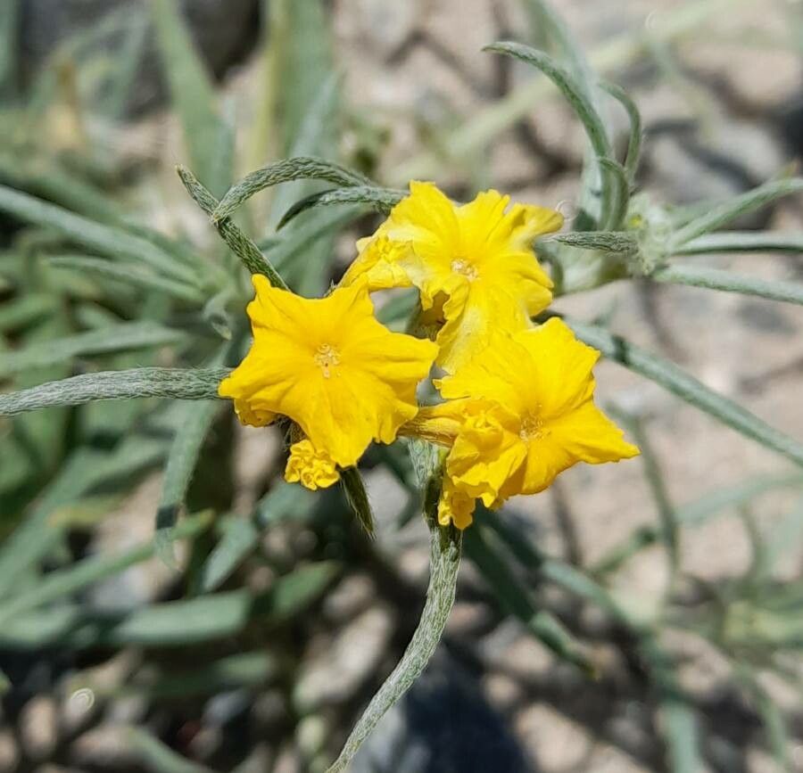 Euploca chrysantha flower