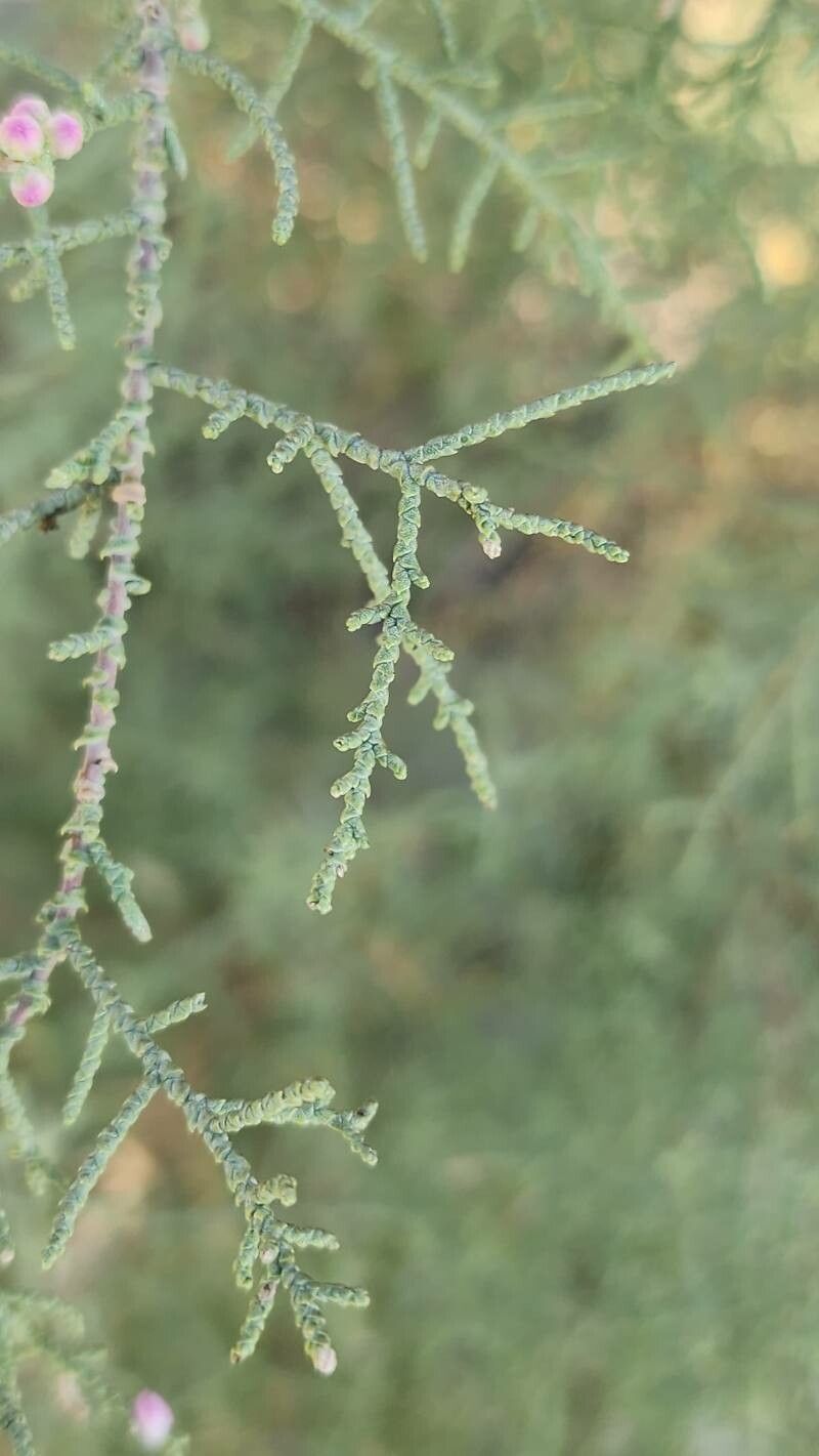 Tamarix macrocarpa bark