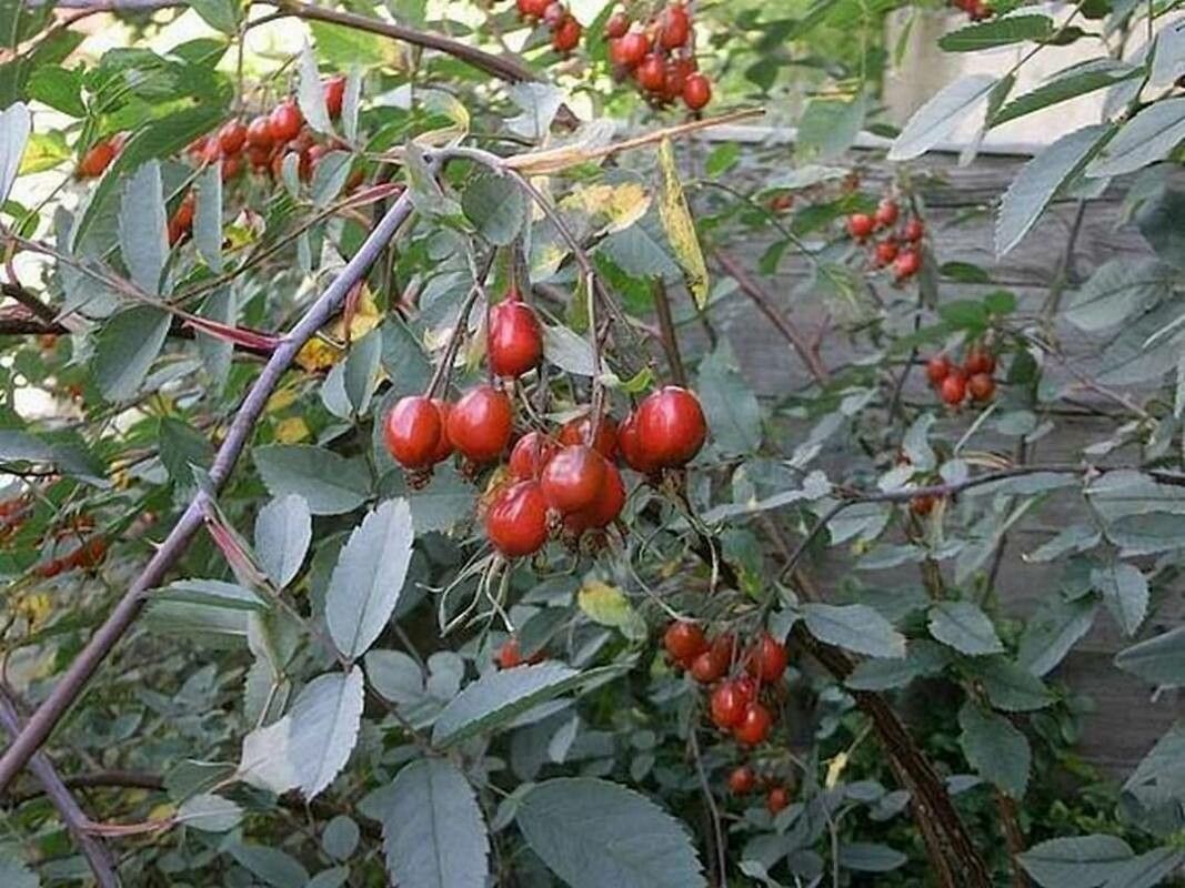 Rosa glauca fruit
