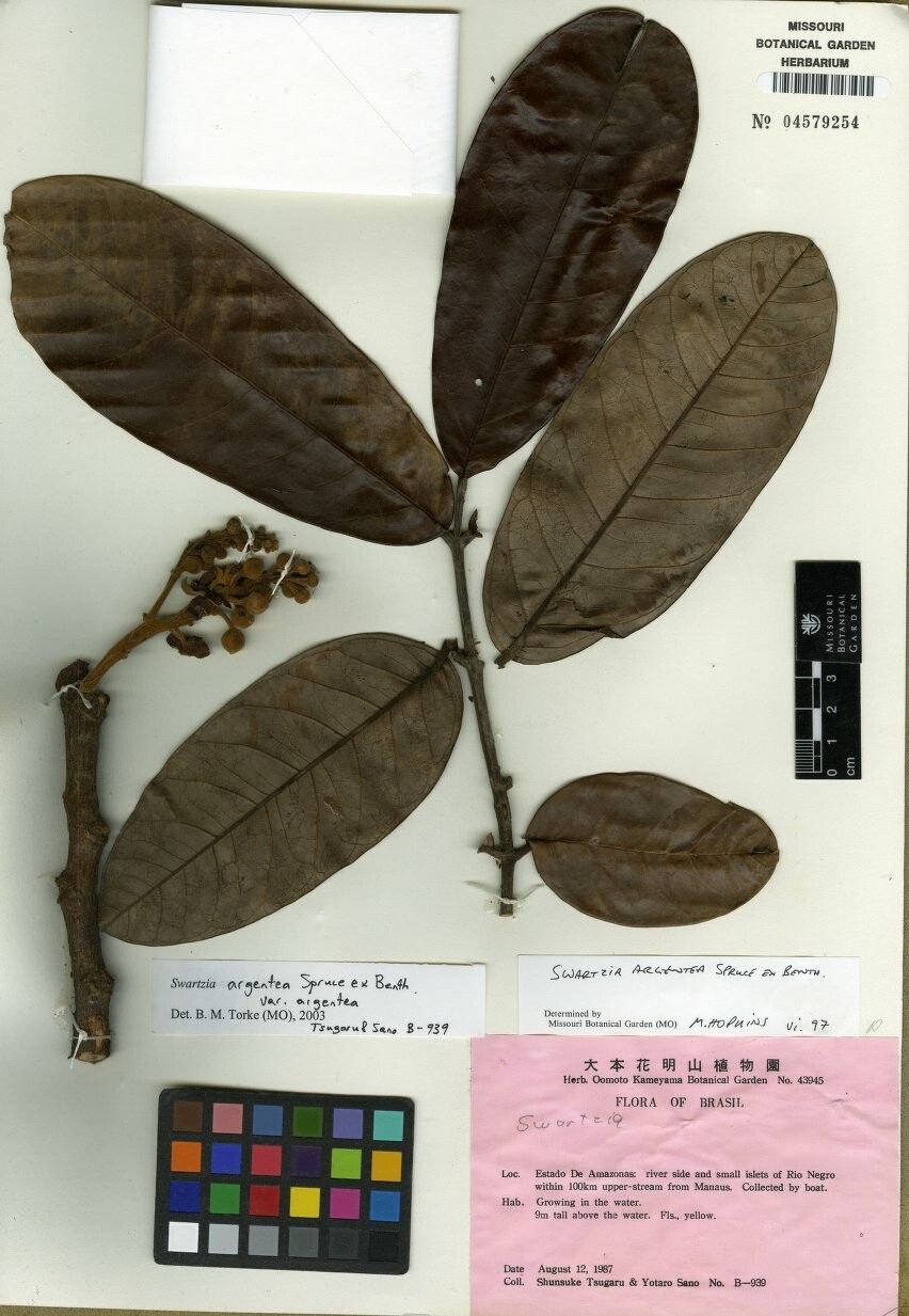 Swartzia argentea — houseplant care guide