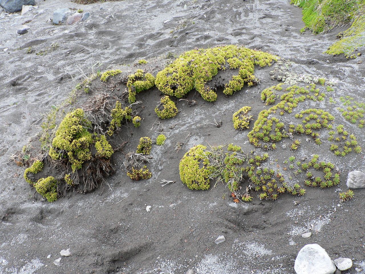 Valeriana alypifolia habit
