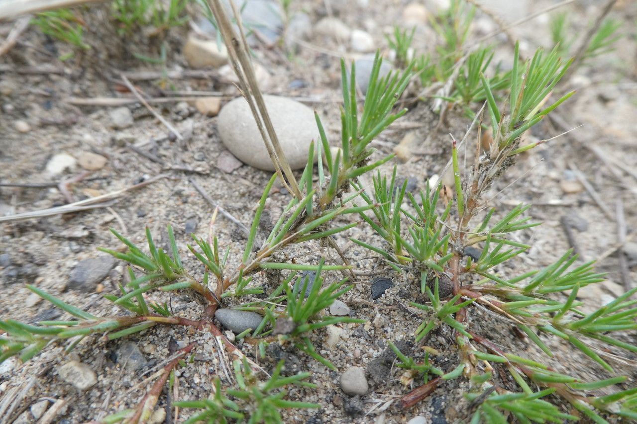 Polycnemum majus — related species from the same genus