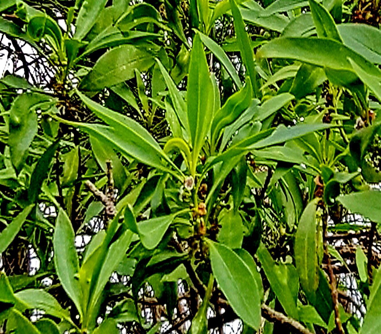 Myoporum acuminatum — related species from the same genus