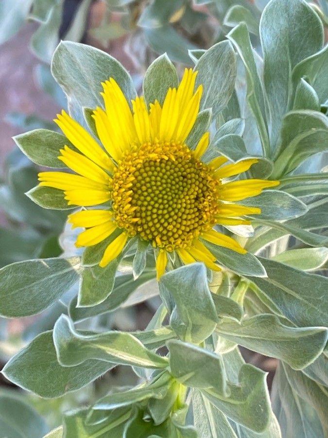 Nauplius intermedius flower